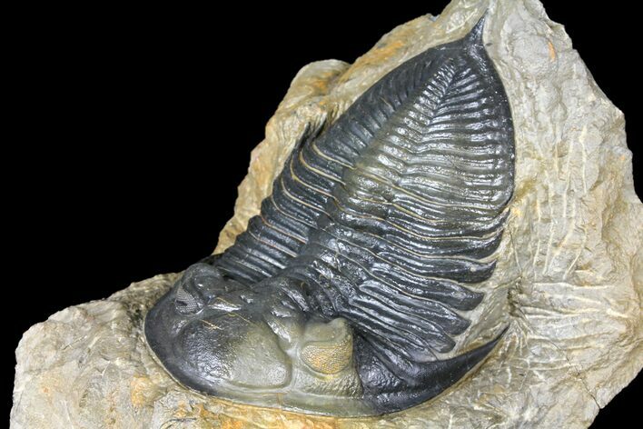 Large, Zlichovaspis Trilobite - Atchana, Morocco #131333